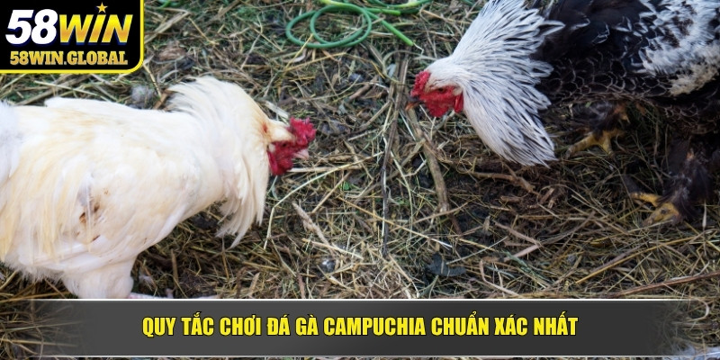 Quy tắc chơi đá gà Campuchia chuẩn xác nhất