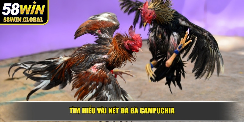 Tìm hiểu vài nét đá gà Campuchia