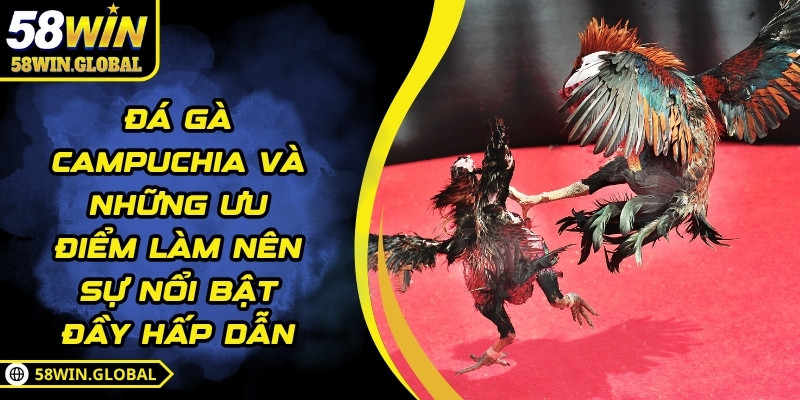 Đá Gà Campuchia Và Những Ưu Điểm Làm Nên Sự Nổi Bật Đầy Hấp Dẫn