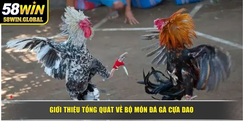 Giới thiệu tổng quát về bộ môn đá gà cựa dao