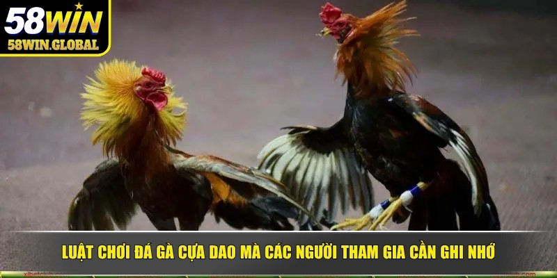 Luật chơi đá gà cựa dao mà các người tham gia cần ghi nhớ