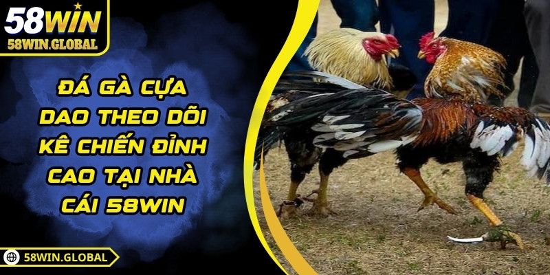 Đá Gà Cựa Dao Theo Dõi Kê Chiến Đỉnh Cao Tại Nhà Cái 58WIN