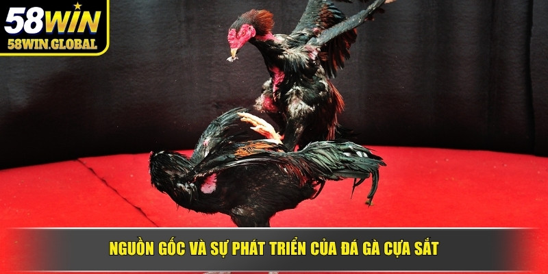 Nguồn gốc và sự phát triển của đá gà cựa sắt