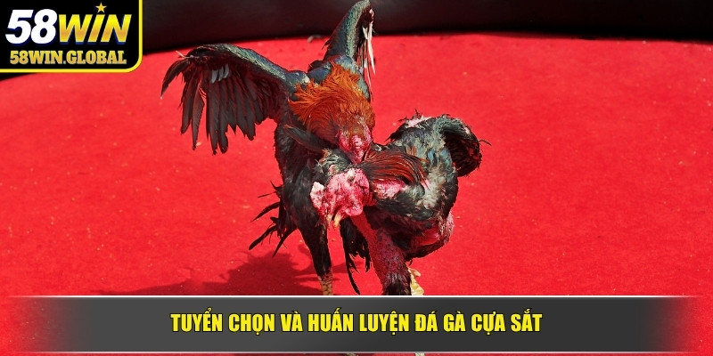 Tuyển chọn và huấn luyện đá gà cựa sắt