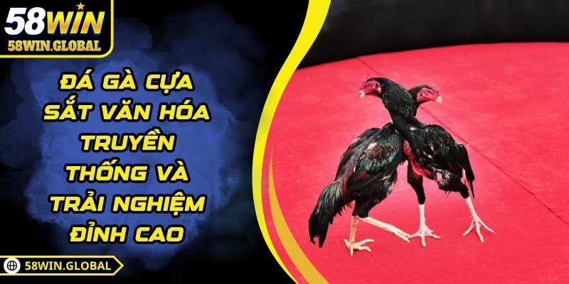 Đá Gà Cựa Sắt Văn Hóa Truyền Thống Và Trải Nghiệm Đỉnh Cao