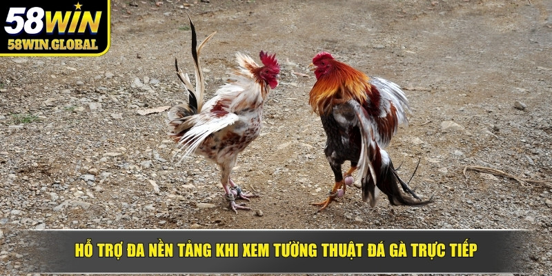 Hỗ trợ đa nền tảng khi xem tường thuật đá gà trực tiếp