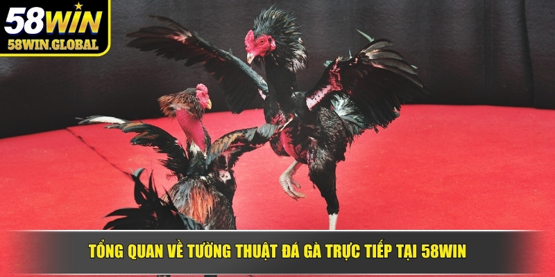 Tổng quan về tường thuật đá gà trực tiếp tại 58WIN