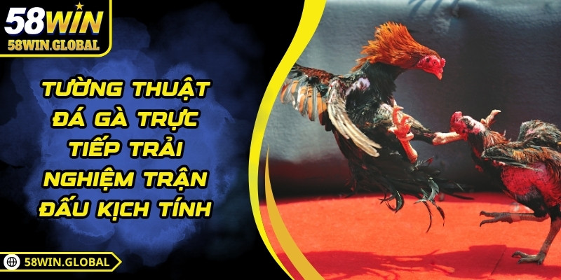 Tường Thuật Đá Gà Trực Tiếp Trải Nghiệm Trận Đấu Kịch Tính